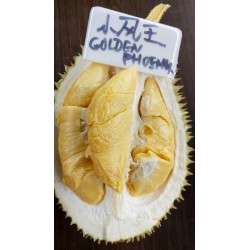 Golden Phoenix Durian 400grams