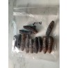 Dried Sand Fish Sea Cucumber